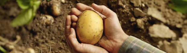 le patate nella dieta