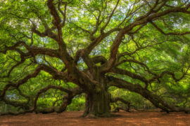 BOSCO DI QUERCE INGHILTERRA