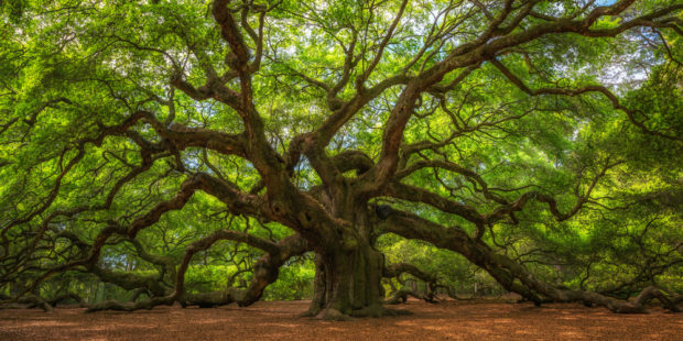 BOSCO DI QUERCE INGHILTERRA
