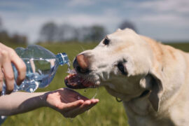 Importanza dell’acqua per la salute del tuo cane